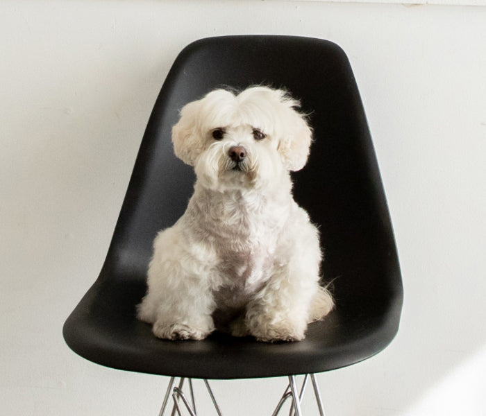 A small, fluffy white dog sits on a modern black chair against a plain white background, looking directly at the camera.