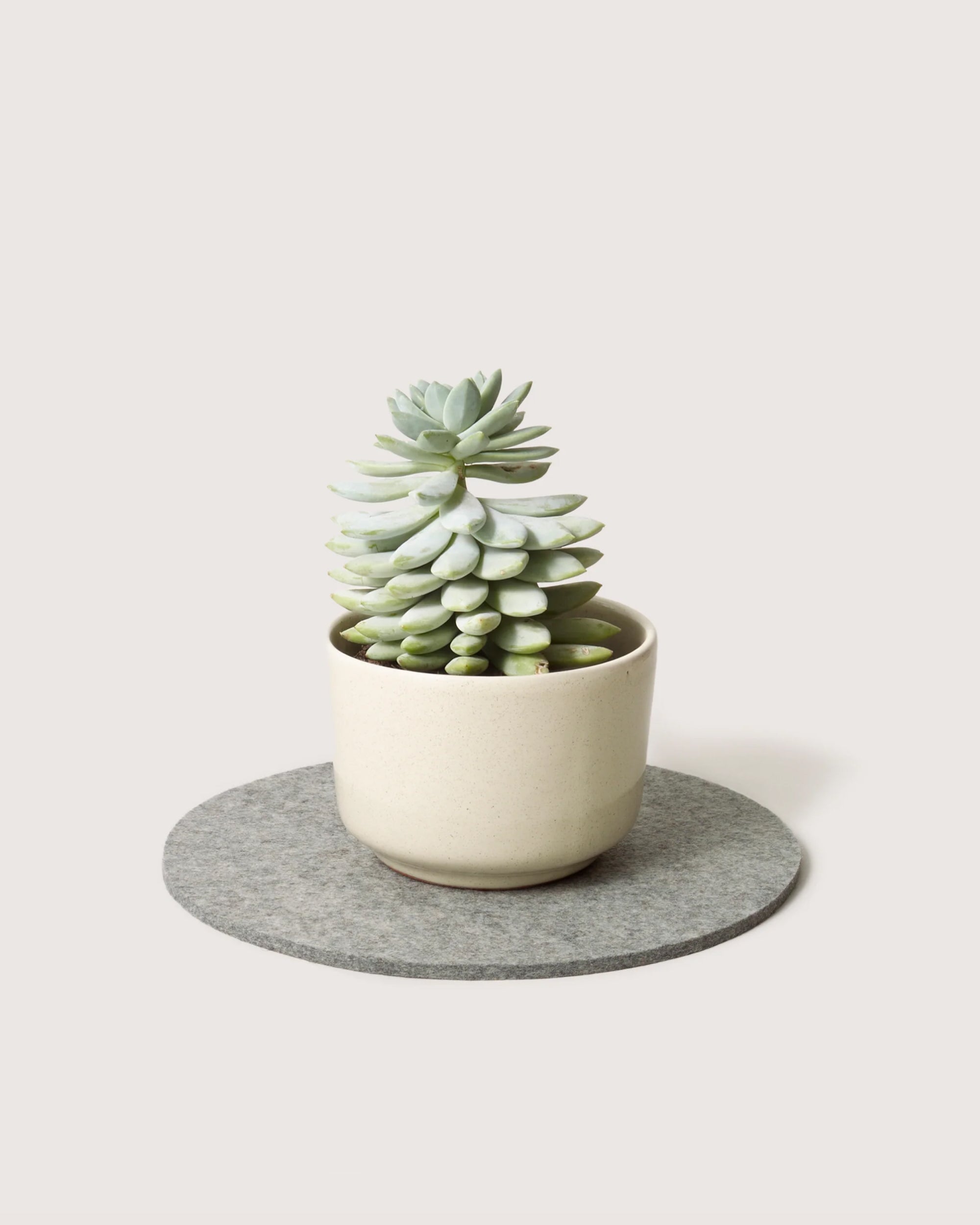 Merino Wool 10" Round Trivet