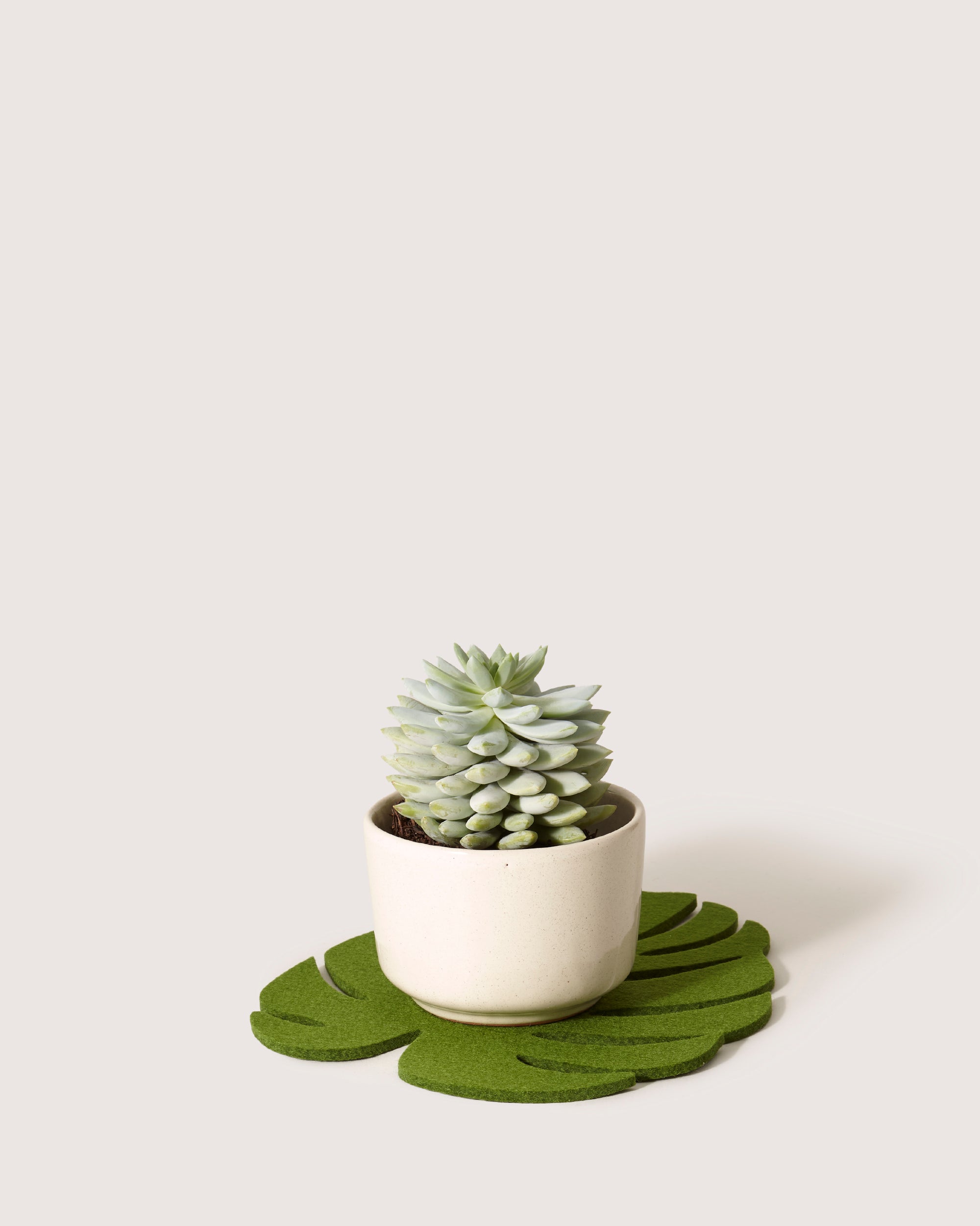 Merino Wool Medium Monstera Trivet