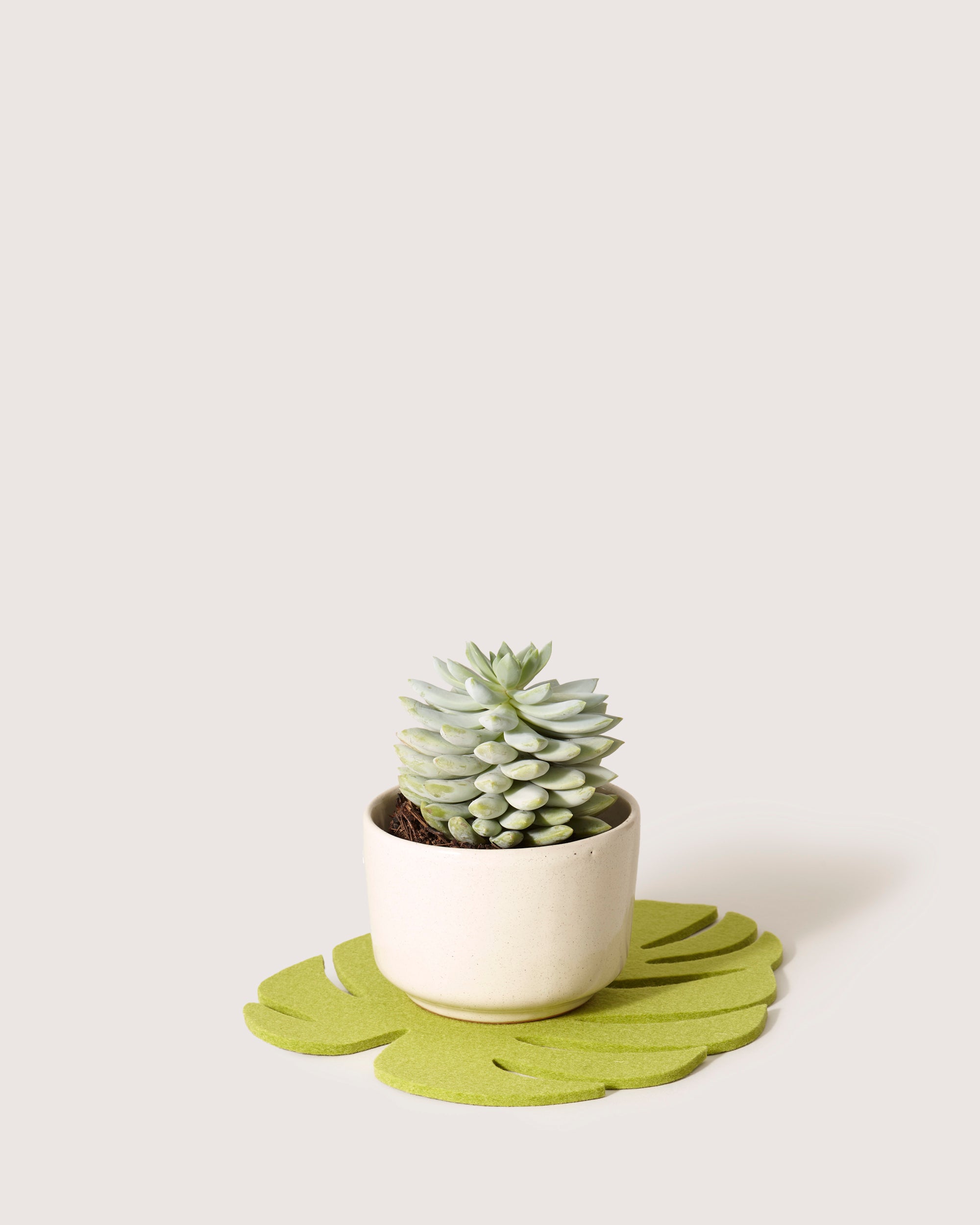 A small succulent plant in a beige ceramic pot is placed on a green monstera leaf-shaped coaster by graf lantz, set against a plain, light background.