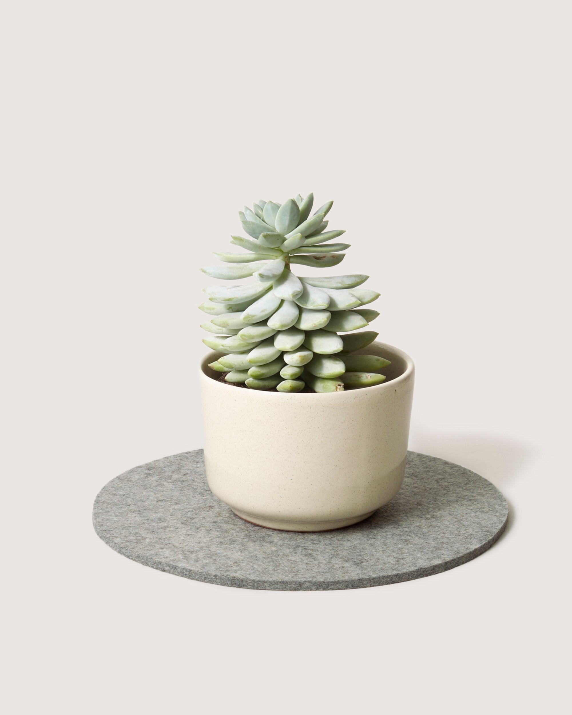 A small green succulent with stacked leaves is potted in a light beige ceramic container, resting on a round gray felt mat made from moisture-wicking Merino wool by graf lantz. The backdrop remains neutral and plain.