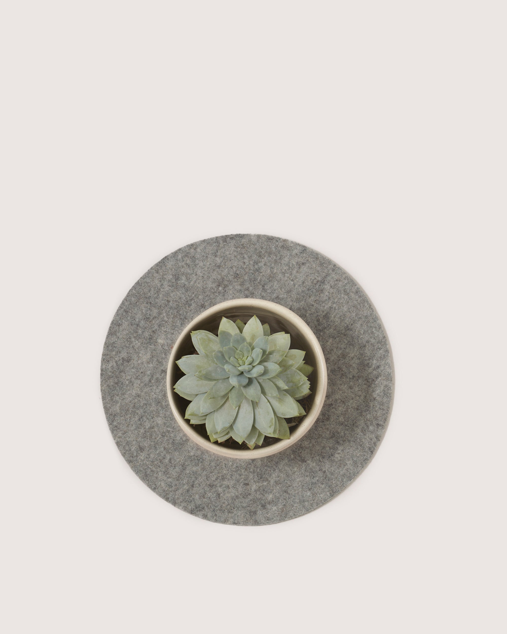 A succulent plant sits in a round pot on a circular gray felt mat made from Merino wool by graf lantz, its pale green rosette of fleshy leaves contrasting with the white background.