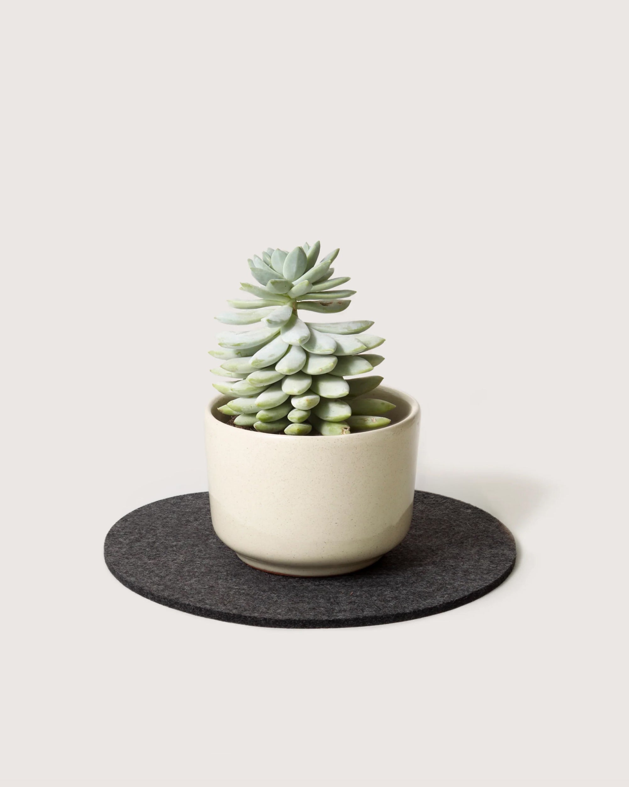 Merino Wool 10" Round Trivet