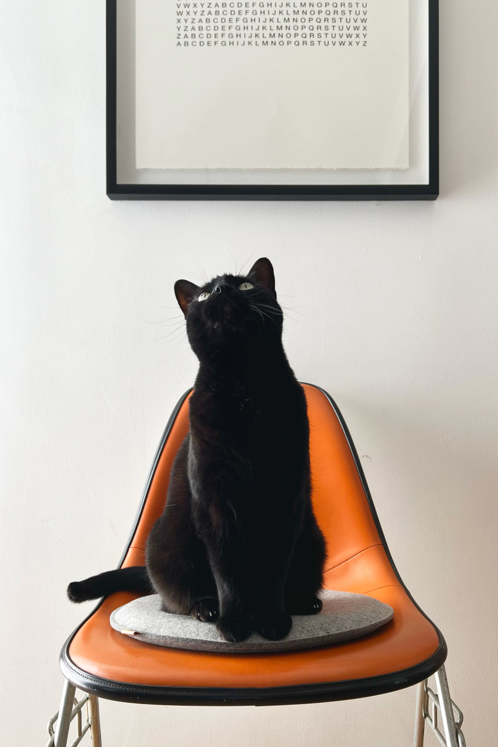 A black cat sits on an orange chair against a white wall with framed artwork of scattered black letters. The minimalist, modern atmosphere is enhanced by serene merino wool accents from graf lantz, perfect for meditation spaces.